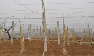 猕猴桃种苗 猕猴桃种苗